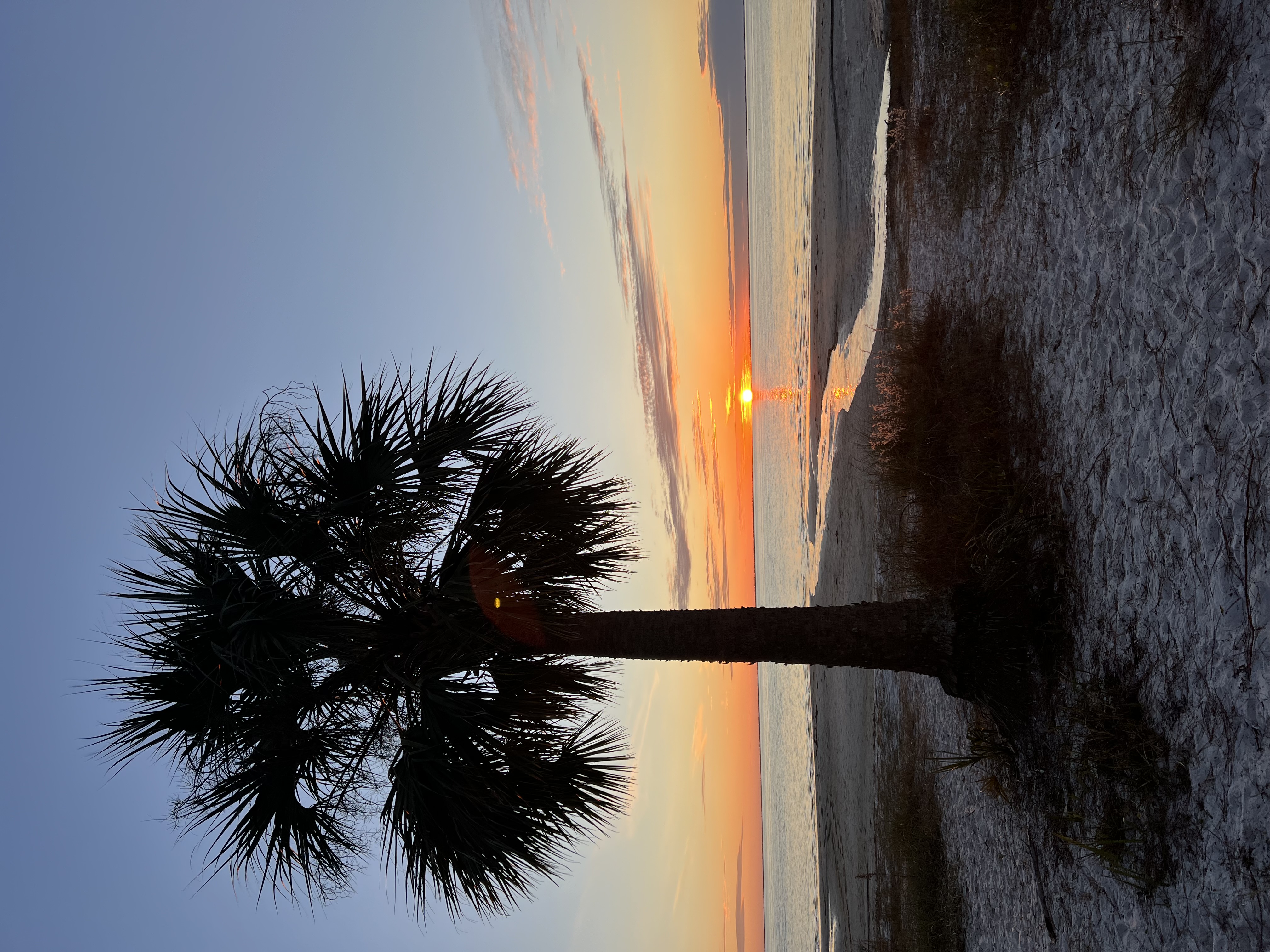 Palm tree silhouette at sunset