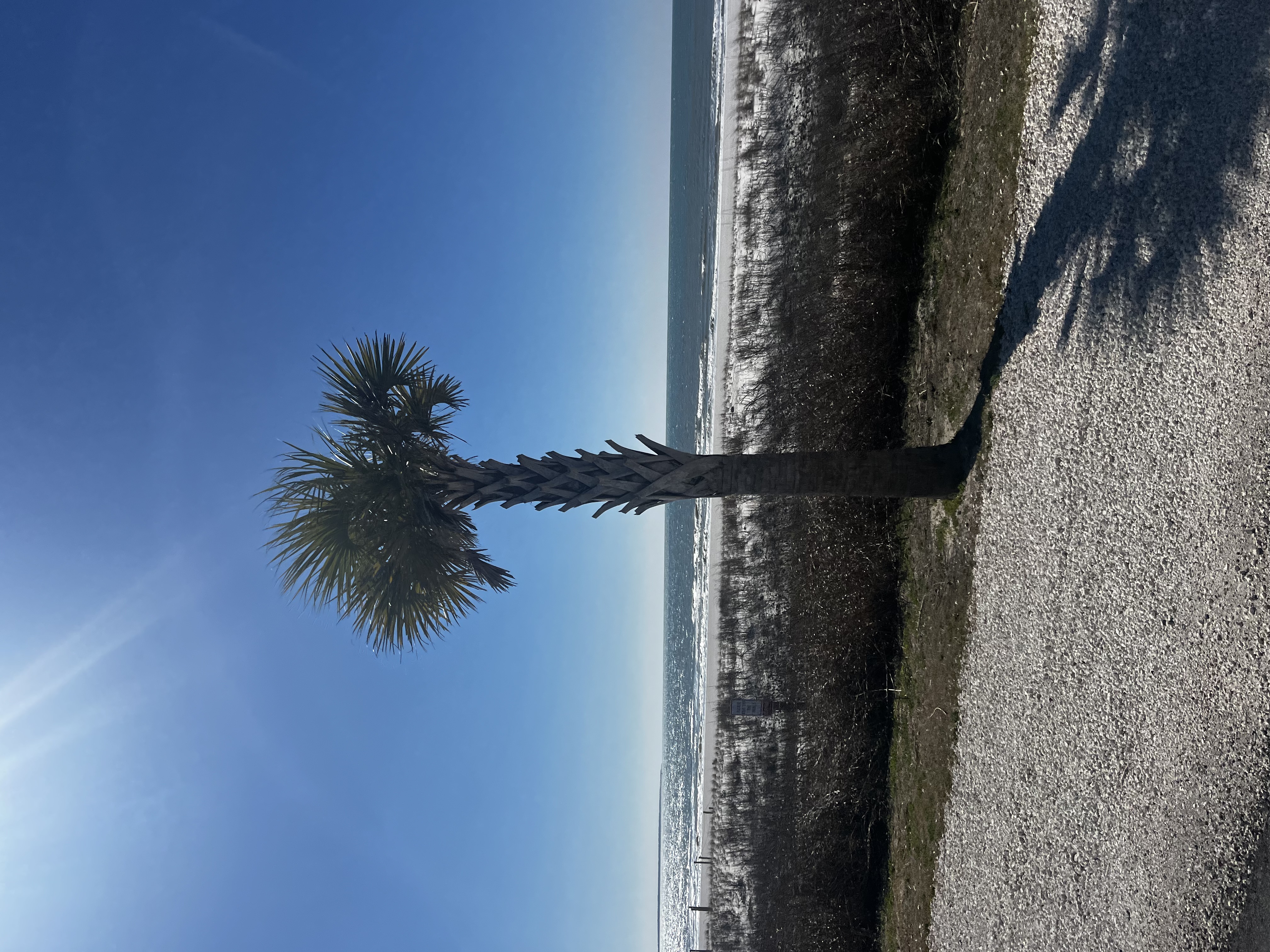 Palm tree at the water's edge