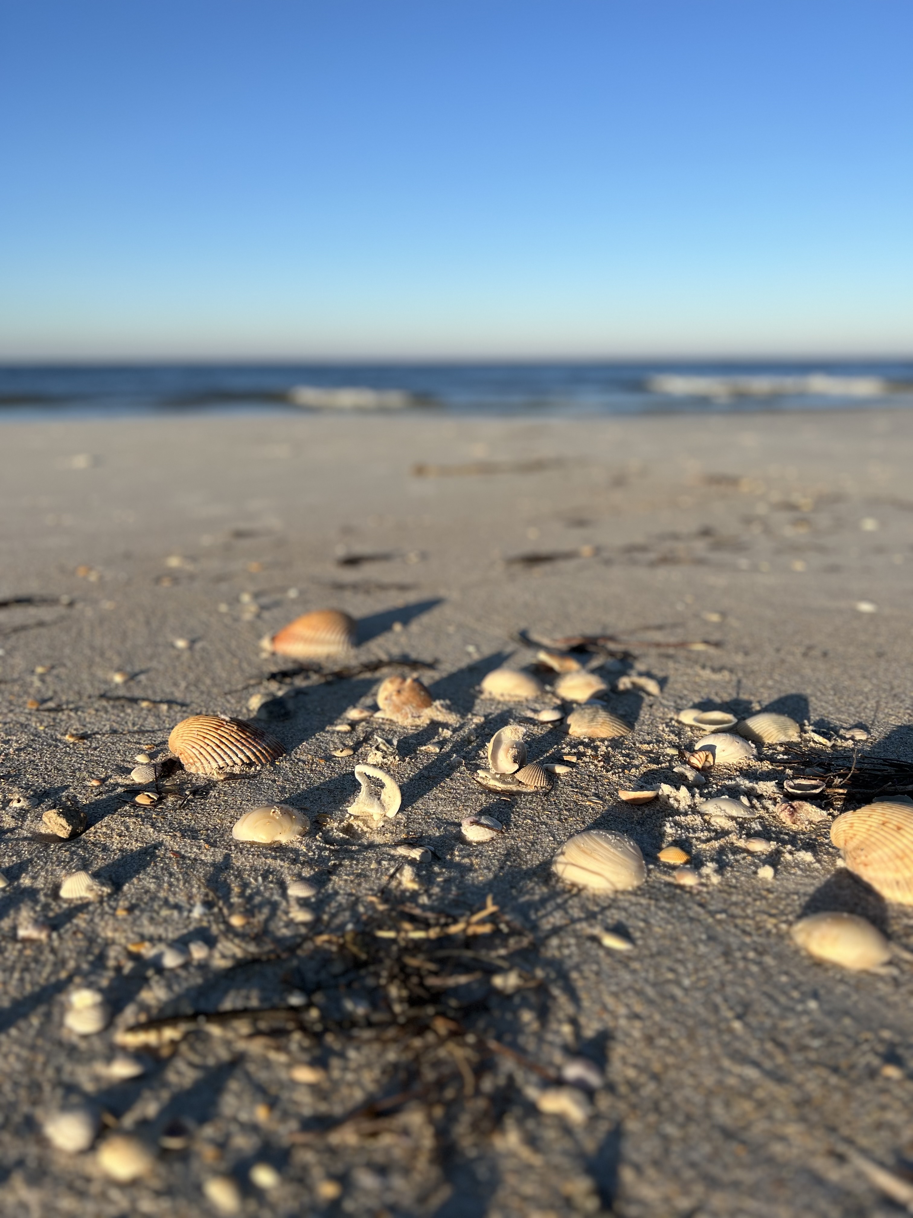 Seashells on the beach at golden hour